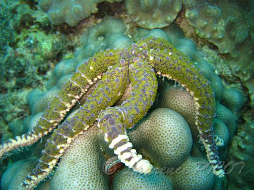 etoile verruqueuse - Echinaster callosus 2.JPG